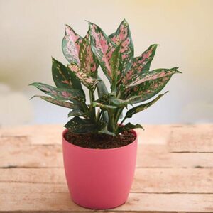 Amazing-Aglaonema