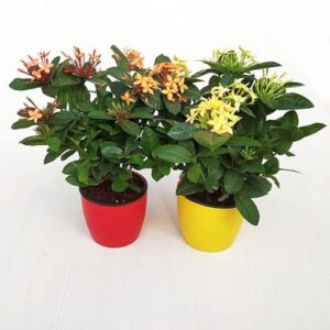 Pack of 2 Impressive Ixora Online